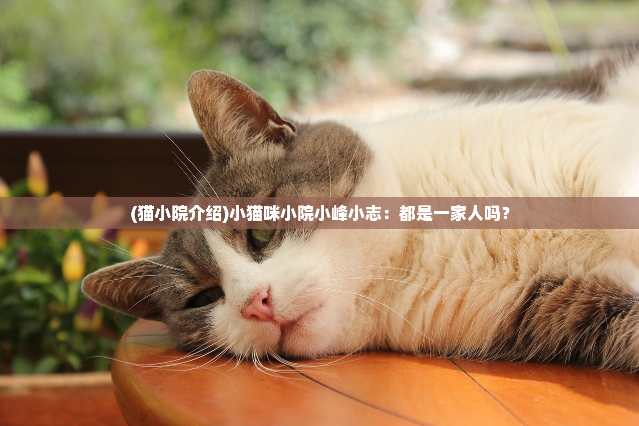 (猫小院介绍)小猫咪小院小峰小志：都是一家人吗？