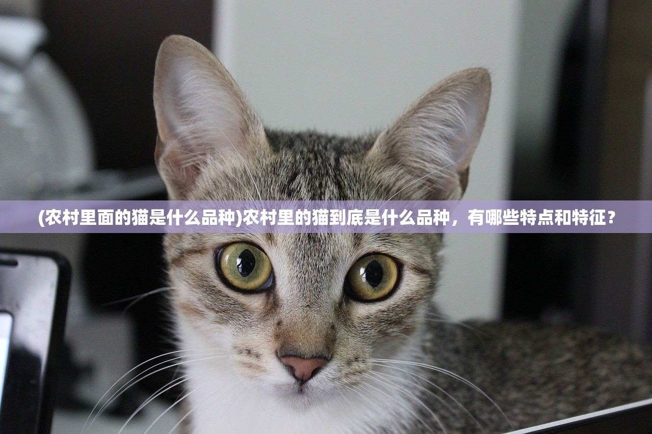 (农村里面的猫是什么品种)农村里的猫到底是什么品种，有哪些特点和特征？