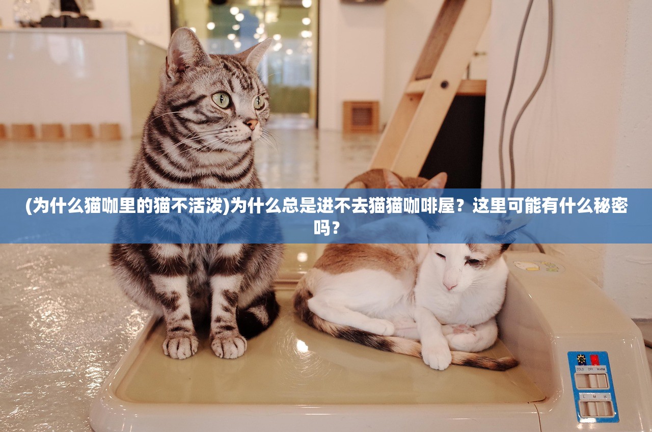 (为什么猫咖里的猫不活泼)为什么总是进不去猫猫咖啡屋？这里可能有什么秘密吗？